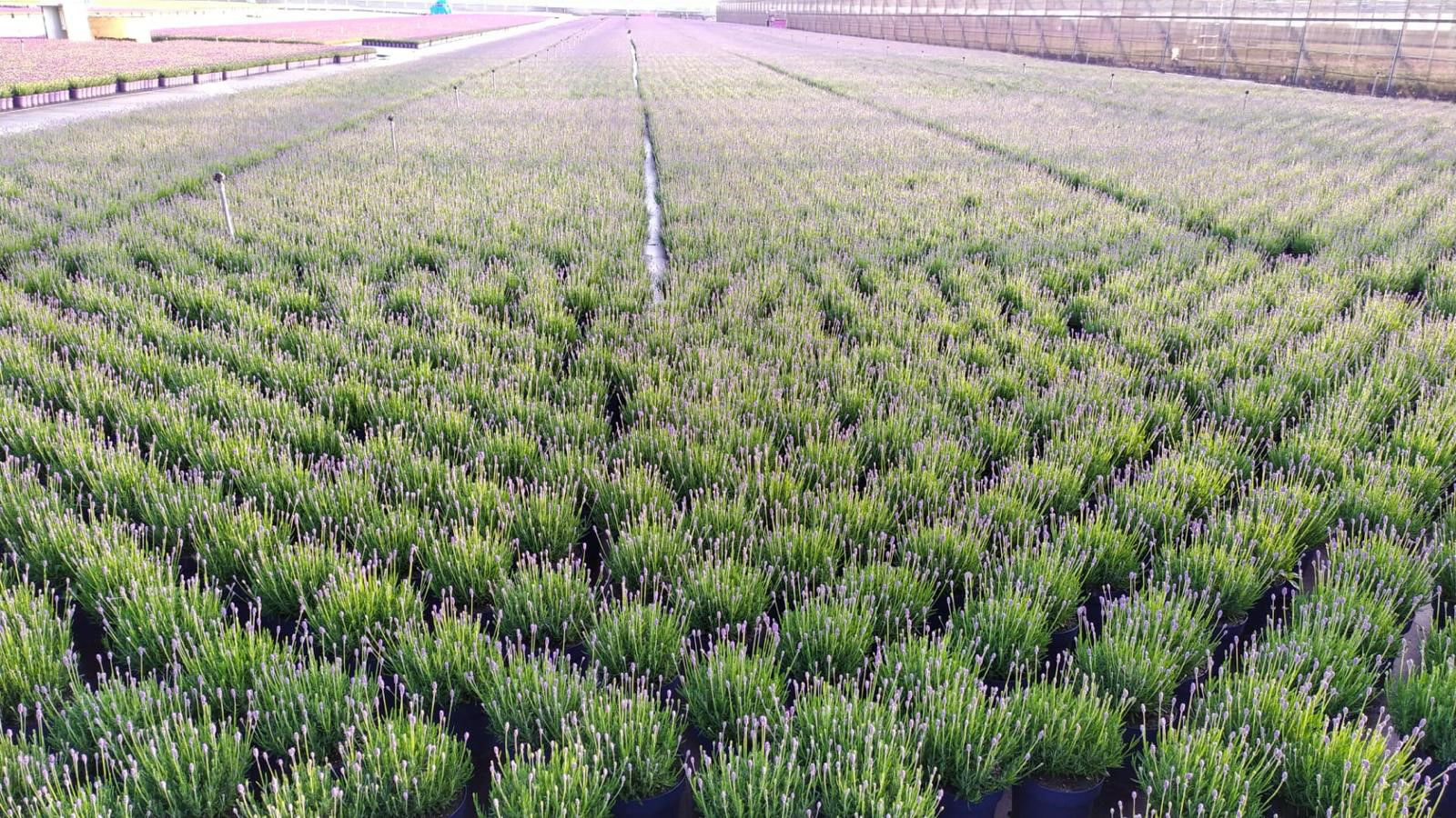 Picture for category Vers van de Kweker